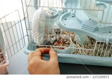 Hamster exploring its habitat in a cozy cage filled with food and bedding 125289971
