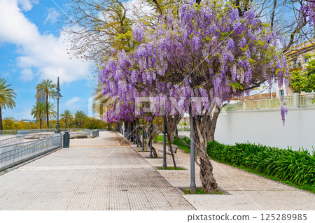 Blooming Wisteria Sinensis with classic purple flowers 125289985