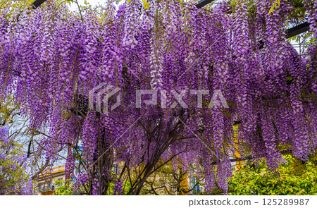 Blooming Wisteria Sinensis with classic purple flowers Blooming Wisteria Sinensis with classic purple flowers 125289987