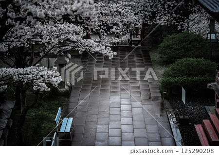 奈良壺坂寺雨後盛開的櫻花 奈良壺坂寺雨後盛開的櫻花 125290208
