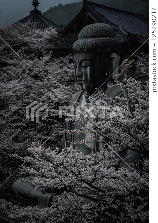 奈良壺坂寺雨後盛開的櫻花 125290212