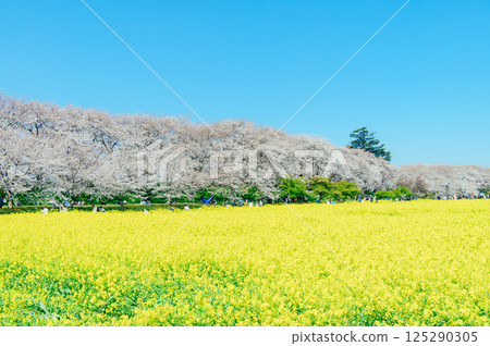 Satte City 權現堂 Tsutsumi 125290305