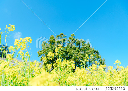 Satte City Gongendo Tsutsumi Satte City Gongendo Tsutsumi 125290310