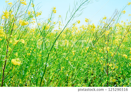 Satte City Gongendo Tsutsumi 125290316