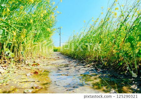 Satte City Gongendo Tsutsumi 125290321