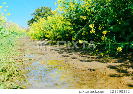 Satte City Gongendo Tsutsumi 125290322