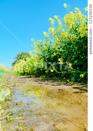 Satte City Gongendo Tsutsumi Satte City Gongendo Tsutsumi 125290326