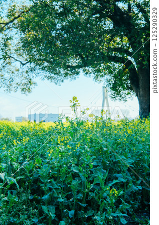 Satte City Gongendo Tsutsumi 125290329