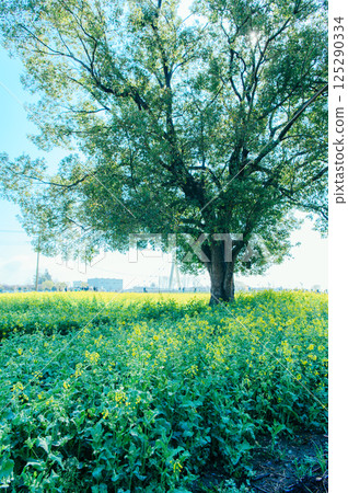 Satte City 權現堂 Tsutsumi 125290334