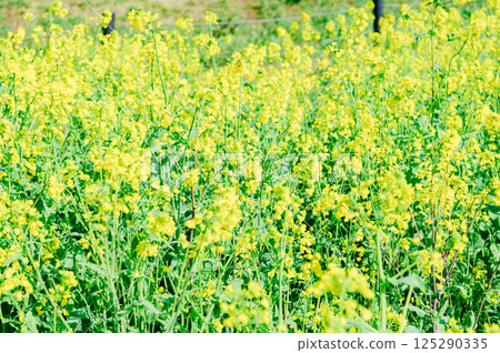 Satte City Gongendo Tsutsumi 125290335