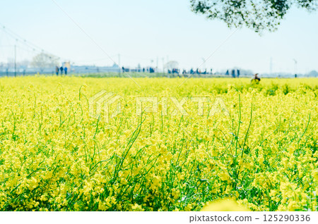 Satte City Gongendo Tsutsumi 125290336