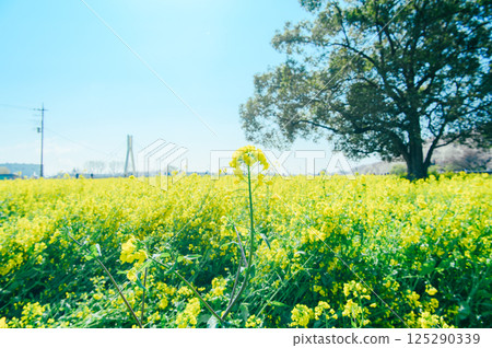 Satte City Gongendo Tsutsumi Satte City Gongendo Tsutsumi 125290339