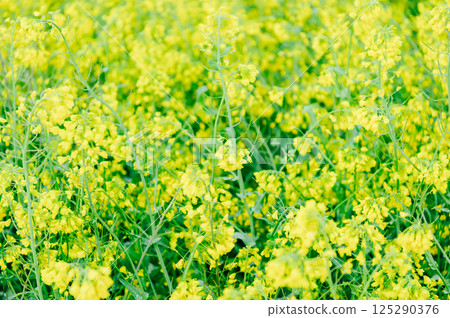 Satte City Gongendo Tsutsumi 125290376