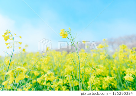 Satte City Gongendo Tsutsumi 125290384