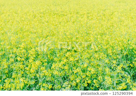 Satte City 權現堂 Tsutsumi 125290394