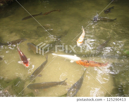 十條鯉魚,十種顏色 十條鯉魚,十種顏色 125290413
