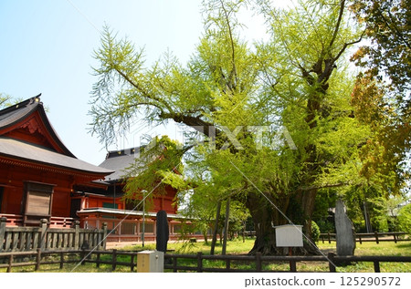 The power spot of Yahata, Ichihara City, Chiba Prefecture: The couple ginkgo tree at Iikaoka Hachimangu Shrine 125290572