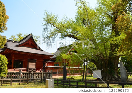 千葉縣市原市八幡的能量景點：飯岡八幡宮的情侶銀杏 125290573