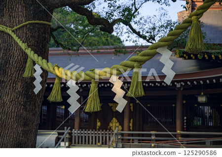 明治神宮的兩棵樟樹上懸掛著神聖的繩索，十分神聖 125290586
