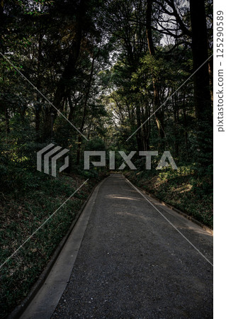 A relaxing walk through the tranquil forest of Meiji Shrine 125290589