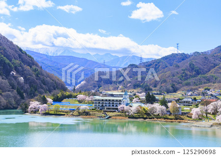 Cherry blossoms in full bloom at Takato Castle Park 125290698
