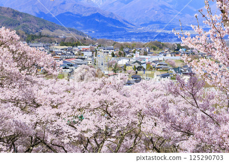 Cherry blossoms in full bloom at Takato Castle Park Cherry blossoms in full bloom at Takato Castle Park 125290703