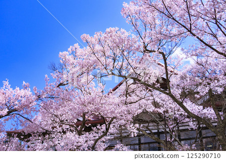 Cherry blossoms in full bloom at Takato Castle Park Cherry blossoms in full bloom at Takato Castle Park 125290710