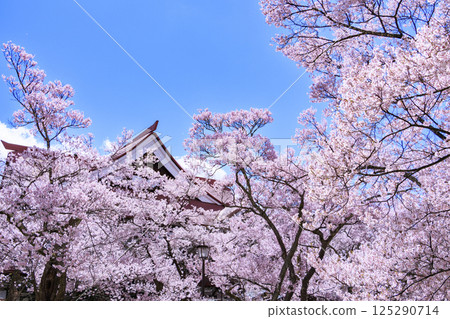 Cherry blossoms in full bloom at Takato Castle Park 125290714