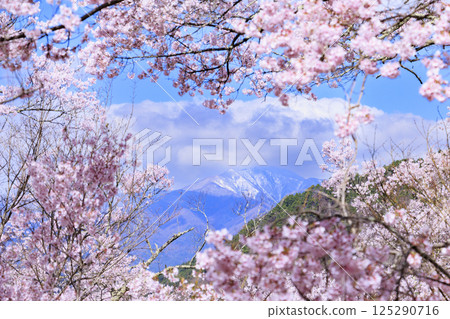櫻花盛開的高遠城跡公園 125290716