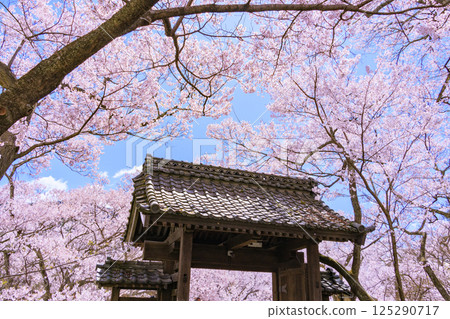 櫻花盛開的高遠城跡公園 櫻花盛開的高遠城跡公園 125290717