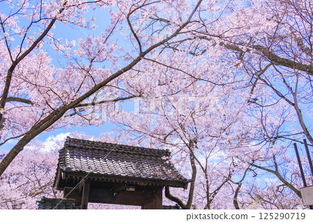 Cherry blossoms in full bloom at Takato Castle Park 125290719