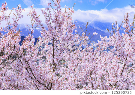 櫻花盛開的高遠城跡公園 125290725