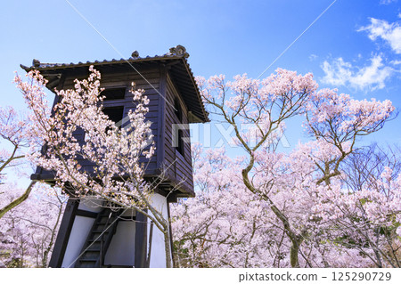 Cherry blossoms in full bloom at Takato Castle Park 125290729
