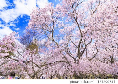 Cherry blossoms in full bloom at Takato Castle Park Cherry blossoms in full bloom at Takato Castle Park 125290731