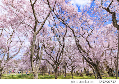 Cherry blossoms in full bloom at Takato Castle Park 125290732