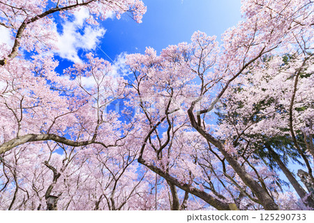 Cherry blossoms in full bloom at Takato Castle Park Cherry blossoms in full bloom at Takato Castle Park 125290733