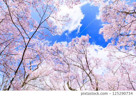 Cherry blossoms in full bloom at Takato Castle Park Cherry blossoms in full bloom at Takato Castle Park 125290734