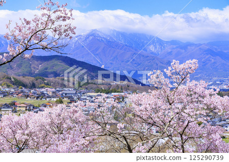 Cherry blossoms in full bloom at Takato Castle Park 125290739