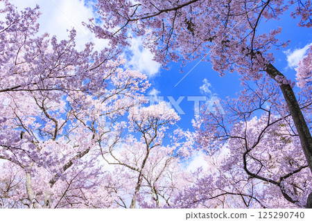 Cherry blossoms in full bloom at Takato Castle Park 125290740