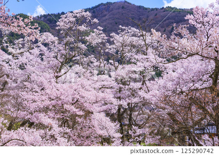 Cherry blossoms in full bloom at Takato Castle Park 125290742