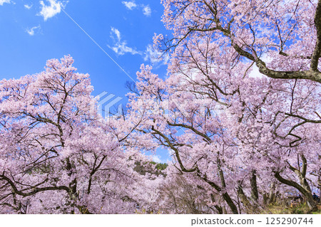 Cherry blossoms in full bloom at Takato Castle Park Cherry blossoms in full bloom at Takato Castle Park 125290744