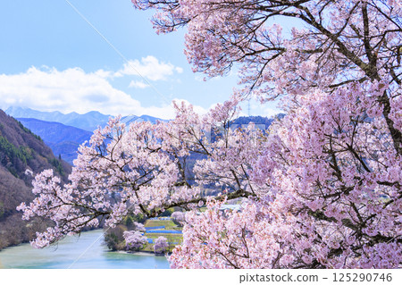 Cherry blossoms in full bloom at Takato Castle Park Cherry blossoms in full bloom at Takato Castle Park 125290746