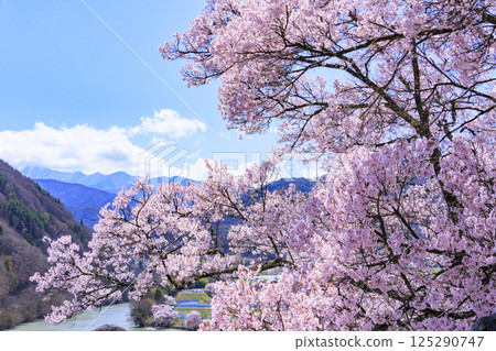 Cherry blossoms in full bloom at Takato Castle Park 125290747