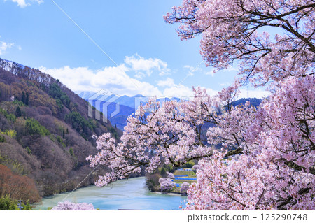 Cherry blossoms in full bloom at Takato Castle Park 125290748