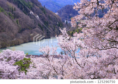 Cherry blossoms in full bloom at Takato Castle Park 125290750