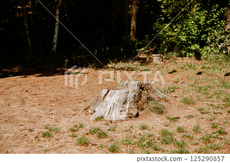 Tranquil forest clearing with tree stump in natural woodland setting. Weekend concept near the forest and lake Tranquil forest clearing with tree stump in natural woodland setting. Weekend concept near the forest and lake 125290857