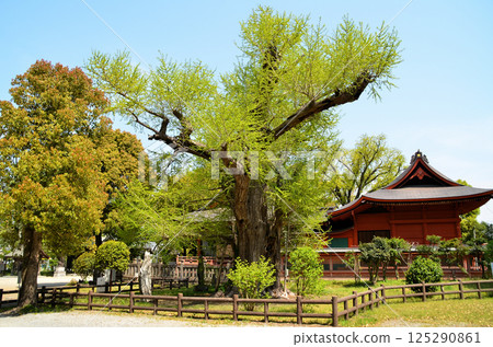 千葉縣市原市八幡的能量景點：飯岡八幡宮的情侶銀杏 125290861