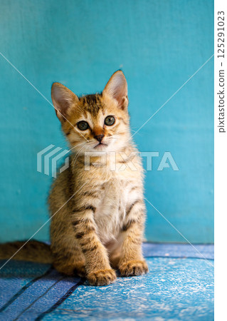 Portrait of a gray striped kitten, he sits and looks at the camera. Portrait of a gray striped kitten, he sits and looks at the camera. 125291023