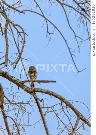 Pygmy Owl on a Tree Branch in South Africa 125291030