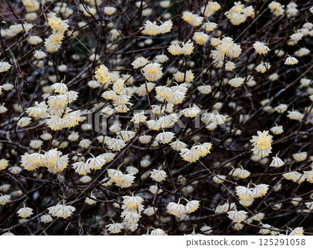 三椏花是一種球形黃色花頭，屬於瑞香科，原產於中國和喜馬拉雅山脈。 125291058